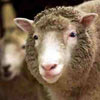 Було оголошено про успішне клонування вівці Доллі