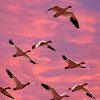 Всесвітній день мігруючих птахів