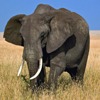 Всесвітній день захисту слонів