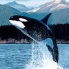 Всемирный день защиты морских млекопитающих (День кита) 